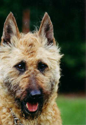 养这些牧羊犬，主子们可得好好调教，不然分分钟给甩脸色！