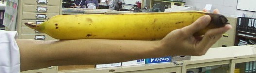 魔力鸟穆里尼奥狂奔,魔力鸟在曼联拿了哪三个冠军