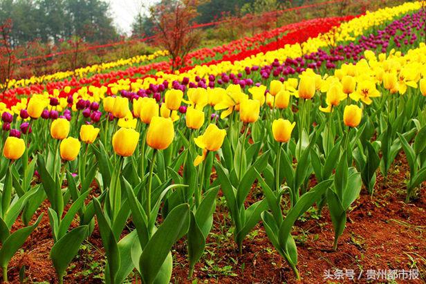 鑽峰叞鑺辨捣鐪嬮儊閲戦,鍘昏嵎鍏扮湅閮侀噾棣欏惂