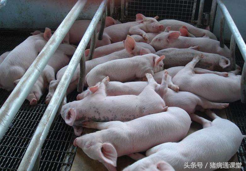 猪耳朵肿嘴巴肿是怎么回事,猪耳朵像有点肿是什么病