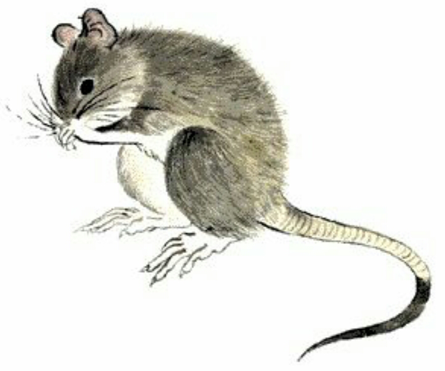 最全十二属相,十二属相都是什么属相