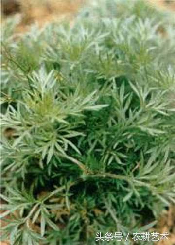 农村中草药图解大全,农村中草药图谱和作用