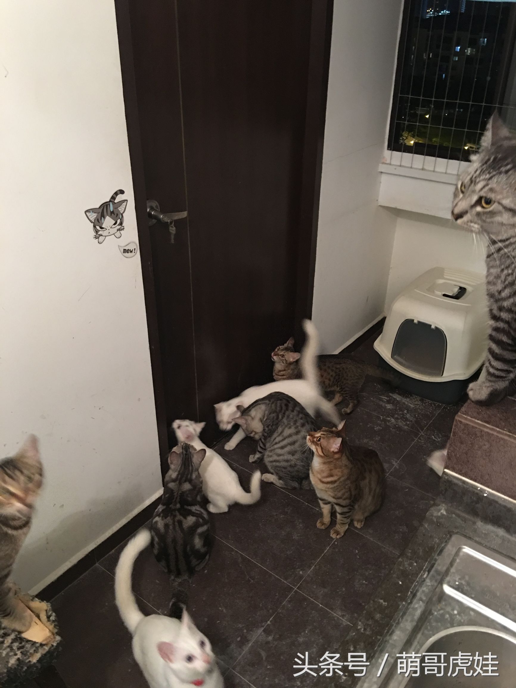 被铲屎官惊到的喵星人,喵星人在铲屎官吃饭的时候捣乱