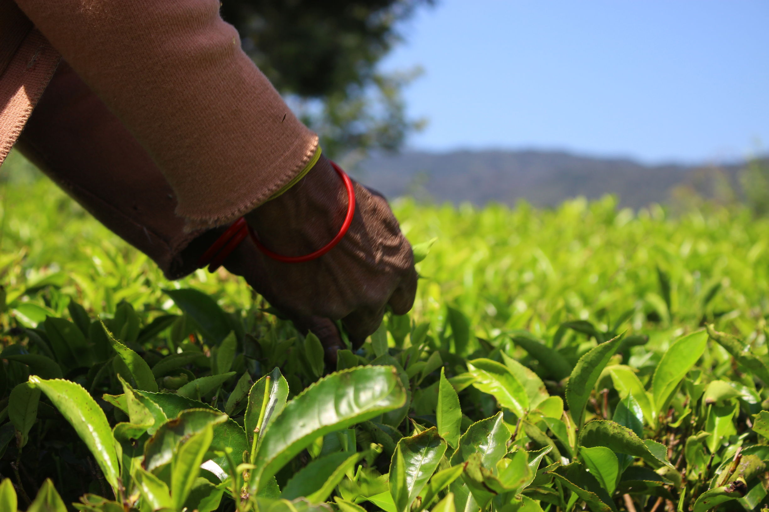 锡兰红茶出名原因分析,锡兰红茶和中国红茶本质区别