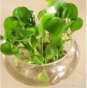 水葫芦能当绿植养吗视频,水葫芦的家庭养殖