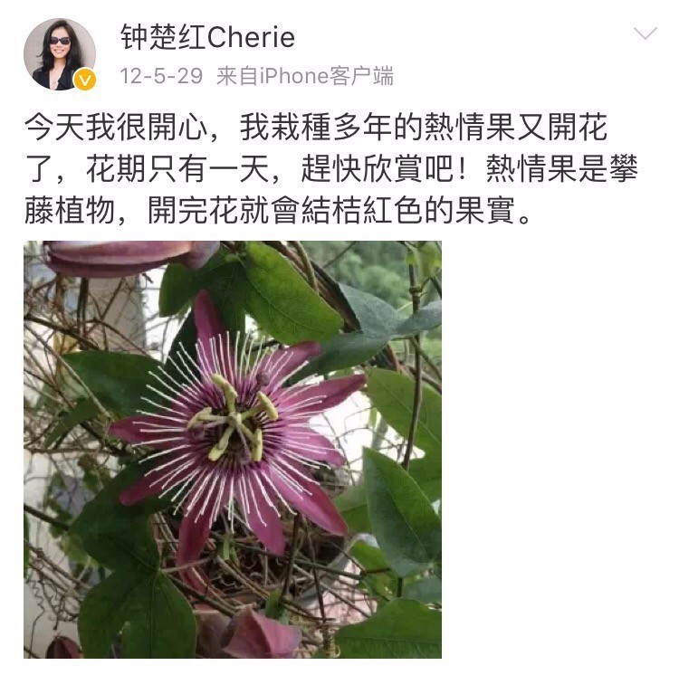 小八｜那些钟楚红爱过的花和包