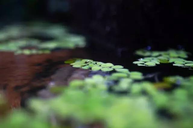 水族箱草缸开缸教程新手入门,雨林缸开缸多久植物才会稳定