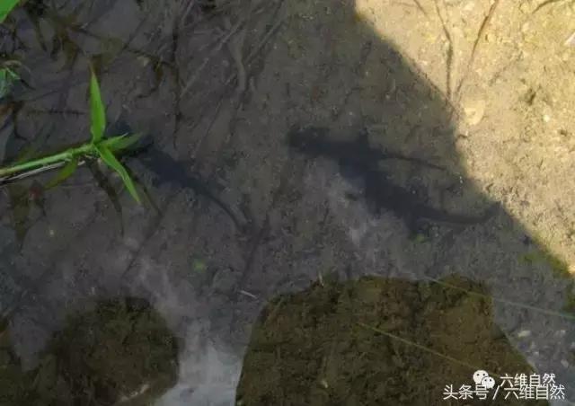 四脚蛇是不是蝾螈,蝾螈是四脚蛇吗