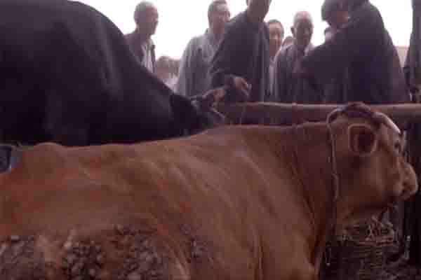 看牙口怎样辨别牛的年龄,怎样根据牛的牙齿判断年龄