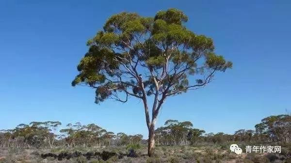 魔幻90后作家杨桉的精彩“早恋”