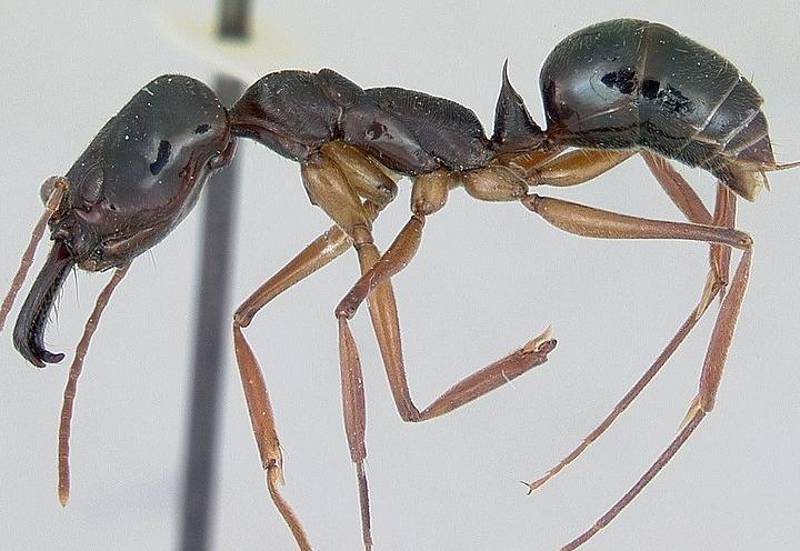 全异巨首蚁各种种类蚂蚁体型,世界上最可怕的昆虫子弹蚁