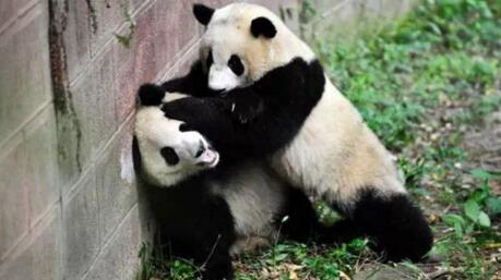 了解熊猫之前觉得它们很可爱,熊猫头被认为粗鲁