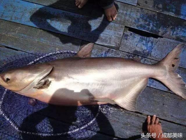 川大附近烤鱼推荐,川大旁边一家特别好吃的店