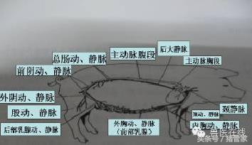 涨姿势的标准动作,涨姿势是什么