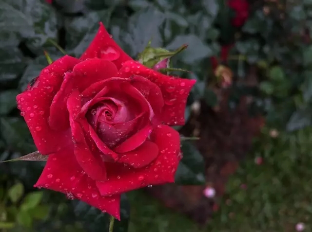 <html>
<head><title>502BadGateway</title></head>
<body>
<center><h1>502BadGateway</h1></center>
<hr><center>nginx</center>
</body>
</html>
<!--apaddingtodisableMSIEandChromefriendlyerrorpage-->
<!--apaddingtodisableMSIEandChromefriendlyerrorpage-->
<!--apaddingtodisableMSIEandChromefriendlyerrorpage-->
<!--apaddingtodisableMSIEandChromefriendlyerrorpage-->
<!--apaddingtodisableMSIEandChromefriendlyerrorpage-->
<!--apaddingtodisableMSIEandChromefriendlyerrorpage-->
