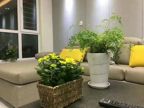 硅藻泥平涂优缺点,真正的环保硅藻泥