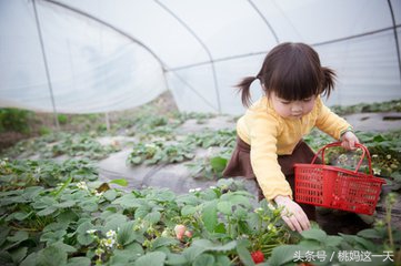 孩子吃草莓后腹泻、呕吐、发烧？是因为吃法不对！