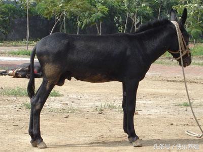 养驴一头驴能挣多少钱,养驴一只能赚多少钱