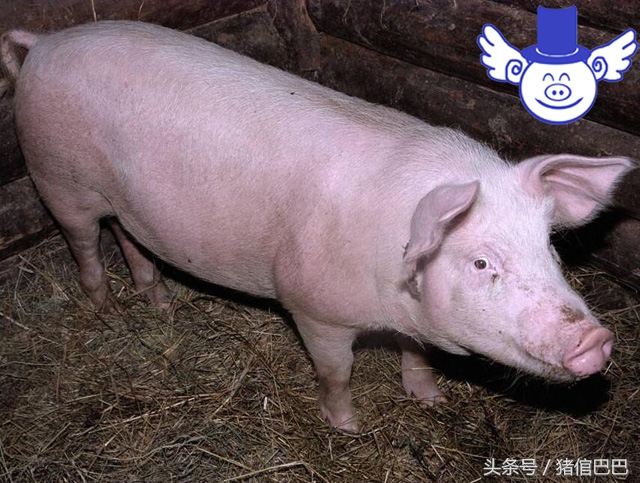 夏季猪中暑症状,夏季养猪怎么预防中暑