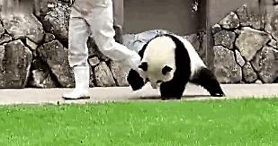 男女主人正在卿卿我我，狗狗一个嘴下来，又是一个措手不及