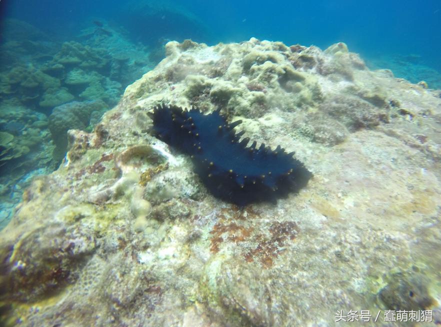 孕妇吃的感冒食品,孕妇也能吃的海参