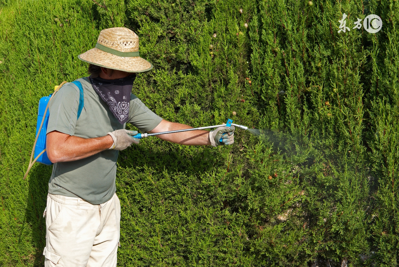 被农药灼伤怎么办,被除草剂药害的作物用什么来解决