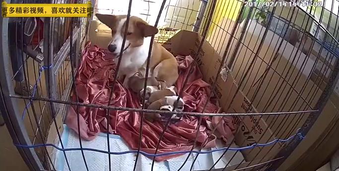 母狗第一次当妈妈的搞笑视频,母狗第一次当妈妈存活率