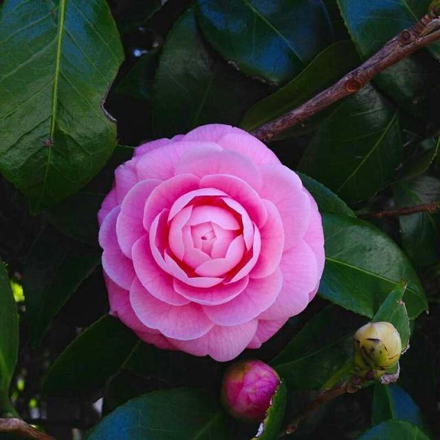 牡丹夏季盆栽如何防治烂根,盆栽牡丹烂根