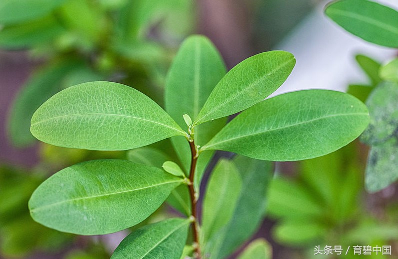 “育碧星玩家”奈落虎：你好，这里是玻利维亚