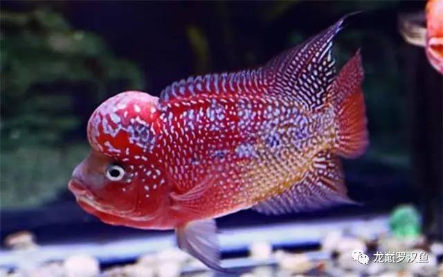 罗汉鱼喂红虫的正确方法,罗汉鱼的喂养方法和技巧