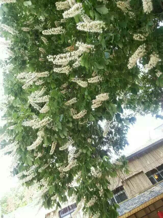 栾川游览图,栾川风景航拍