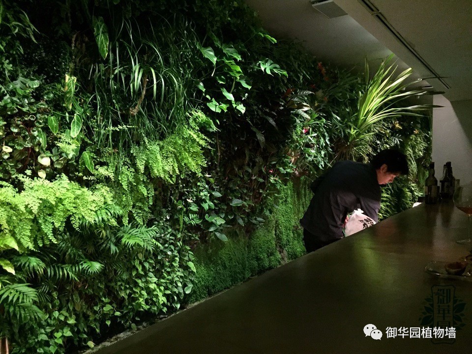 养花养眼养心解乏,卧室养花推荐高级植物