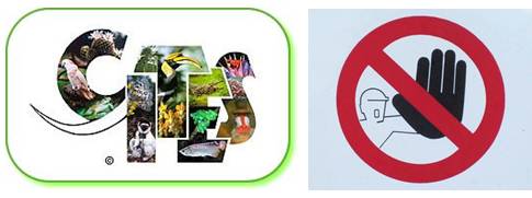 进口块根多肉植物,进口多肉植物哪里进货