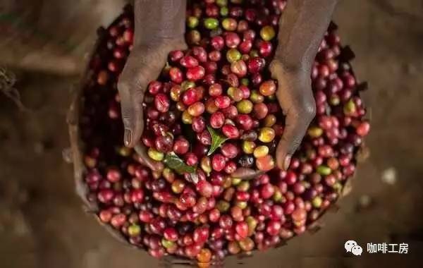 咖啡小白必须知道的词汇,咖啡专用术语大全