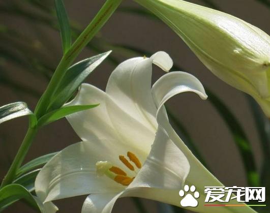 鲜百合为什么有苦的,百合营养成分表