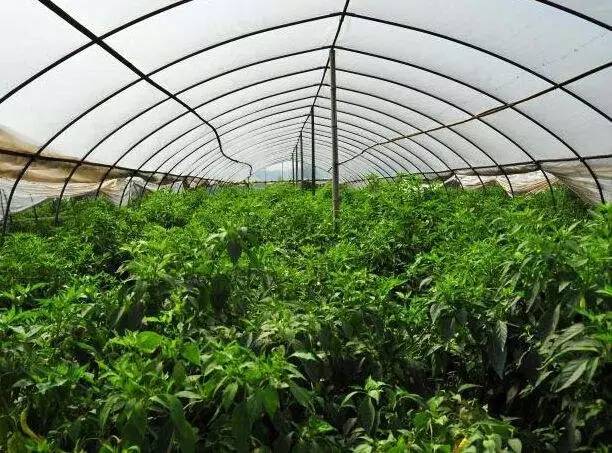 为什么现在水果味道越来越淡,为什么现在水果品种越来越多