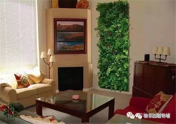 植物墙居家,特色植物墙