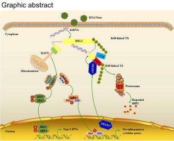 NatCommun:浙江大学王青青教授课题组发表抗病毒天然免疫研究论文
