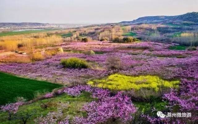 中国最美桃花林发出邀请函请查收 (明光市涧溪桃花节)