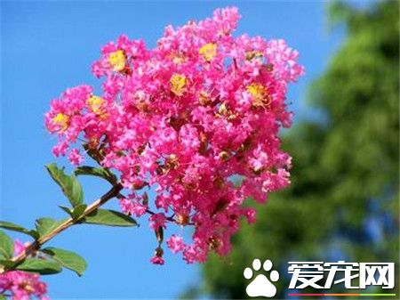 紫色的紫薇花是什么品种,紫薇花是什么样的