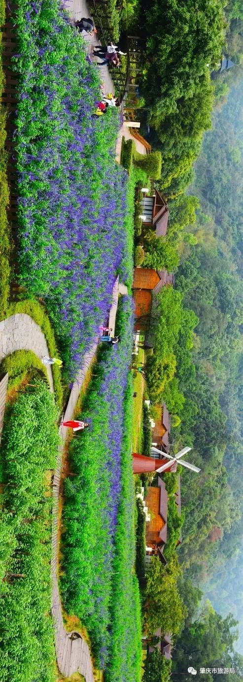 广东哪里的花海最美五月,肇庆德庆盘龙峡薰衣草