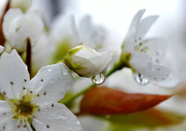树山只差一个你丨梨花年年开,好玩的却不同