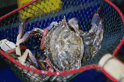 大连海洋馆搬运动物,大连海鲜搬运工