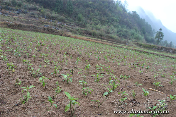 做好特色农业大文章,贵州省独山县麻尾镇新董村河坝