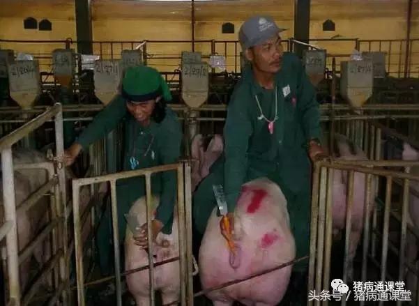 猪人工授精的精髓是什么,猪人工授精技术要点步骤