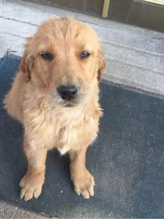 小孩该怎么对待金毛 (一岁多的金毛怎么教养他)