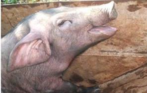 大猪张口喘气厉害打什么药见效快,猪咳嗽喘气不吃食最快的治疗方法