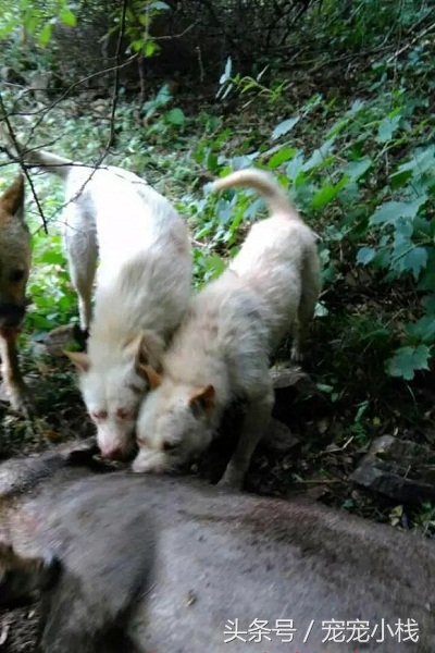 下司犬上山捕猎视频,正宗下司犬捕猎过程