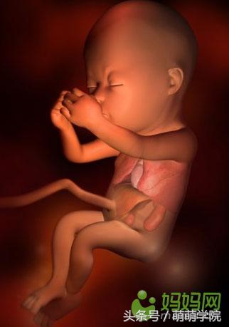 胎儿发育40周全过程b超影像,胎儿1-40周发育过程图高清