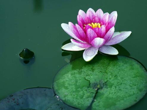 佛牌为什么那么多人戴孤品佛牌,关于佛牌那些事